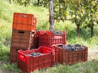 2015 reportage-12 : Friuli, Paesaggio, Vendemmia